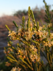 Passerina rigida