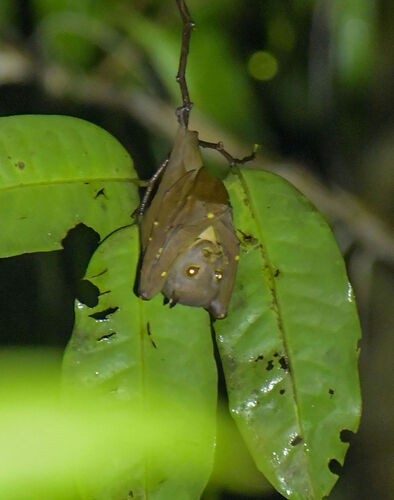 Paranyctimene raptor observed 2024-06-05