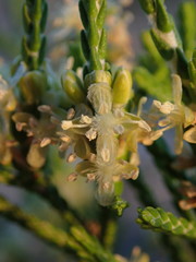 Passerina rigida