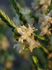 Passerina rigida