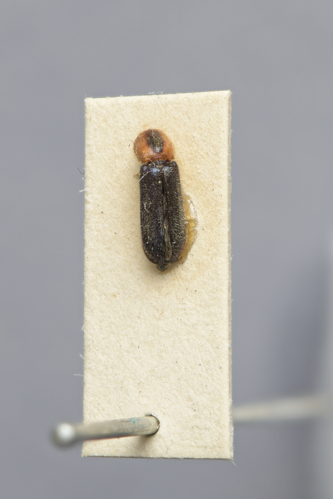Teneroides