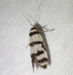 Philobota impletella