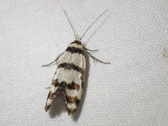 Philobota impletella