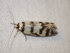 Philobota impletella