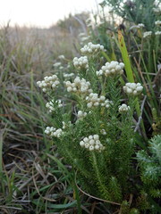 Helichrysum teretifolium
