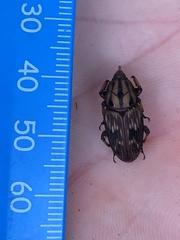 Phacecorynes sommeri