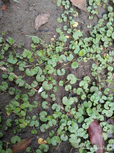 Dichondra micrantha