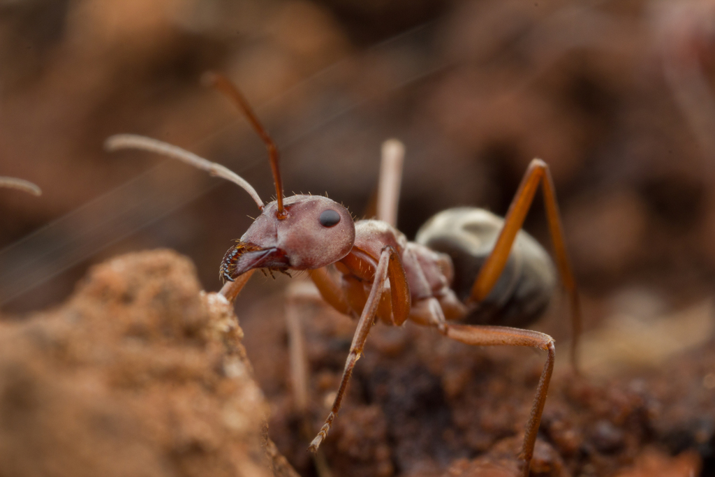 Large Pugnacious Ant (Flies, Ants, Wasps and Bees of the Mfolozi River ...