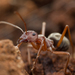 Large Pugnacious Ant - Photo (c) Johan Pretorius, some rights reserved (CC BY-NC), uploaded by Johan Pretorius
