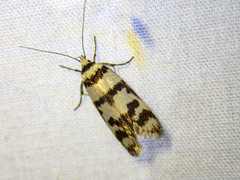 Philobota impletella