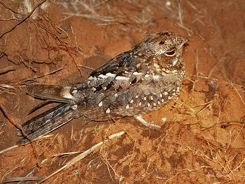 Sombre Nightjar photo
