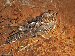 Caprimulgus fraenatus