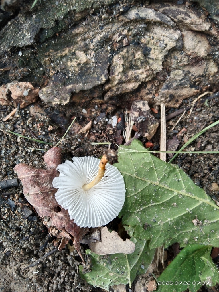 Parasola plicatilis · July 2025 · photo: © shiwen2 (iNaturalist, cc0)