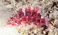 Pteragogus enneacanthus