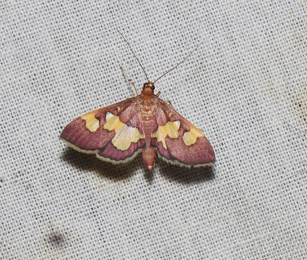 Distinguished Colomychus