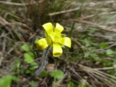 Ranunculus multiscapus