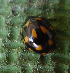 Coccinella leonina