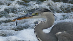 Ardea cinerea