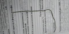 Equisetum scirpoides image