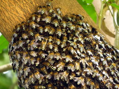 Apis dorsata breviligula