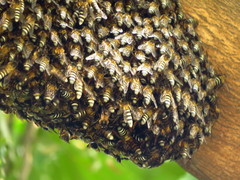 Apis dorsata breviligula