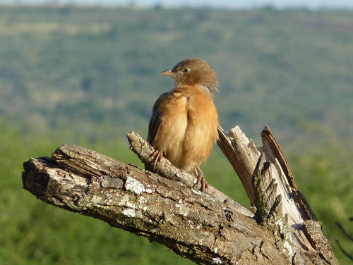 Argya rubiginosa