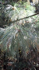 Pinus × schwerinii