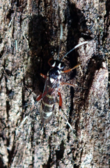 Ichneumonidae