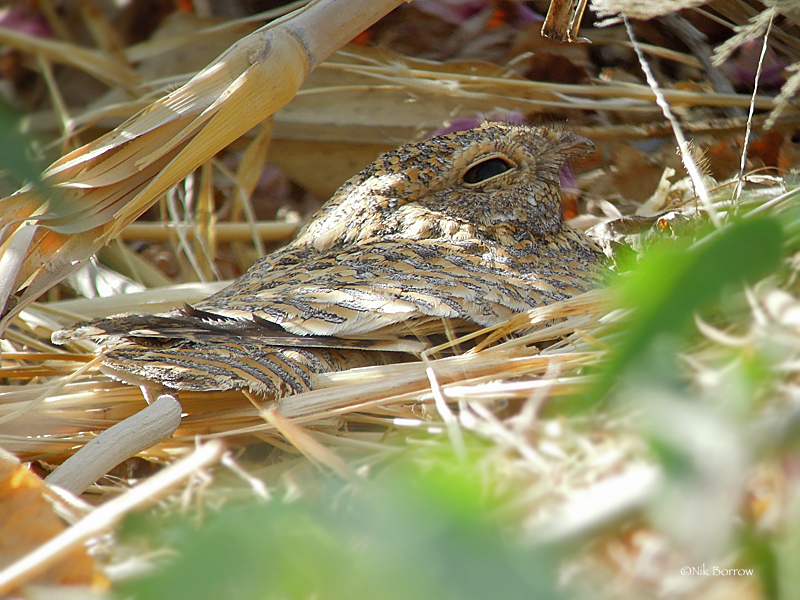 Golden Nightjar (Caprimulgus eximius) photo