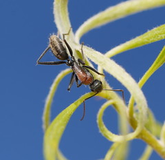 Camponotus ephippium