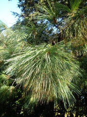 Pinus × schwerinii