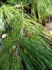 Pinus × schwerinii