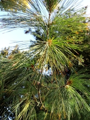 Pinus × schwerinii