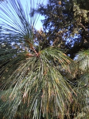 Pinus × schwerinii