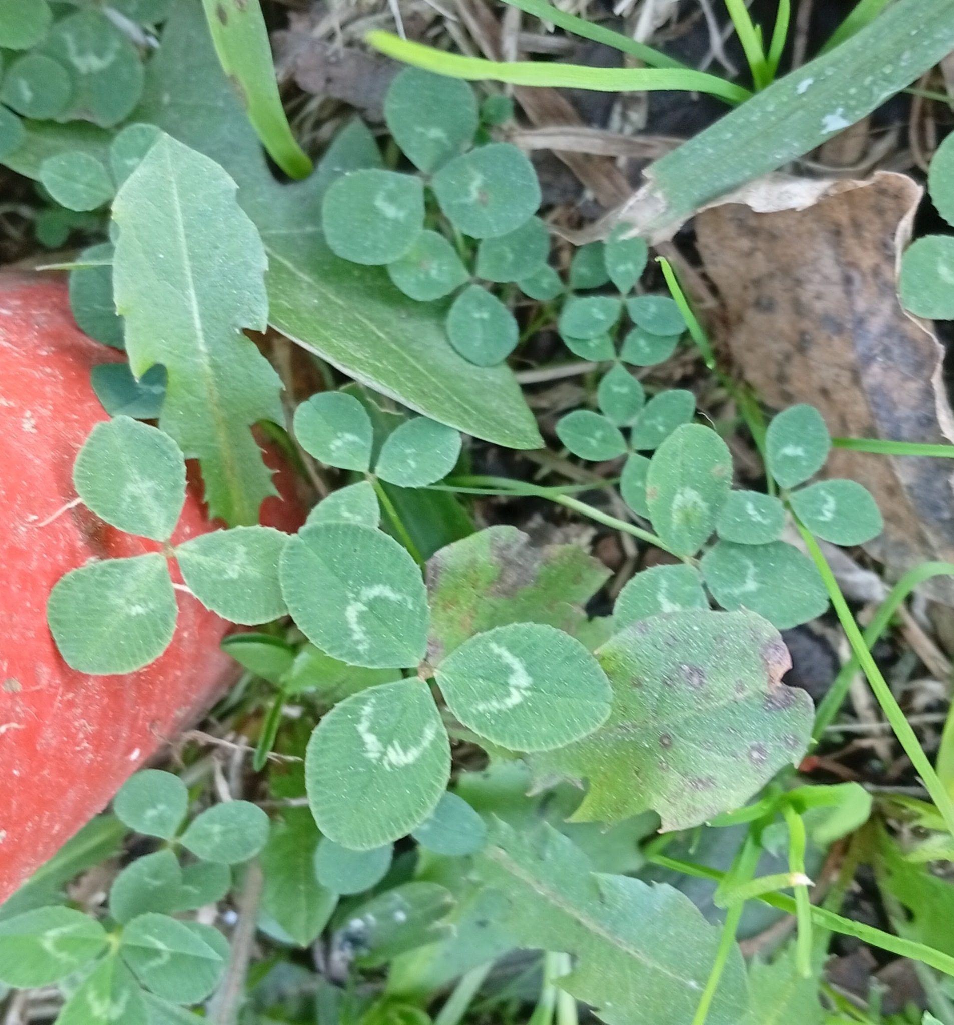Trifolium repens