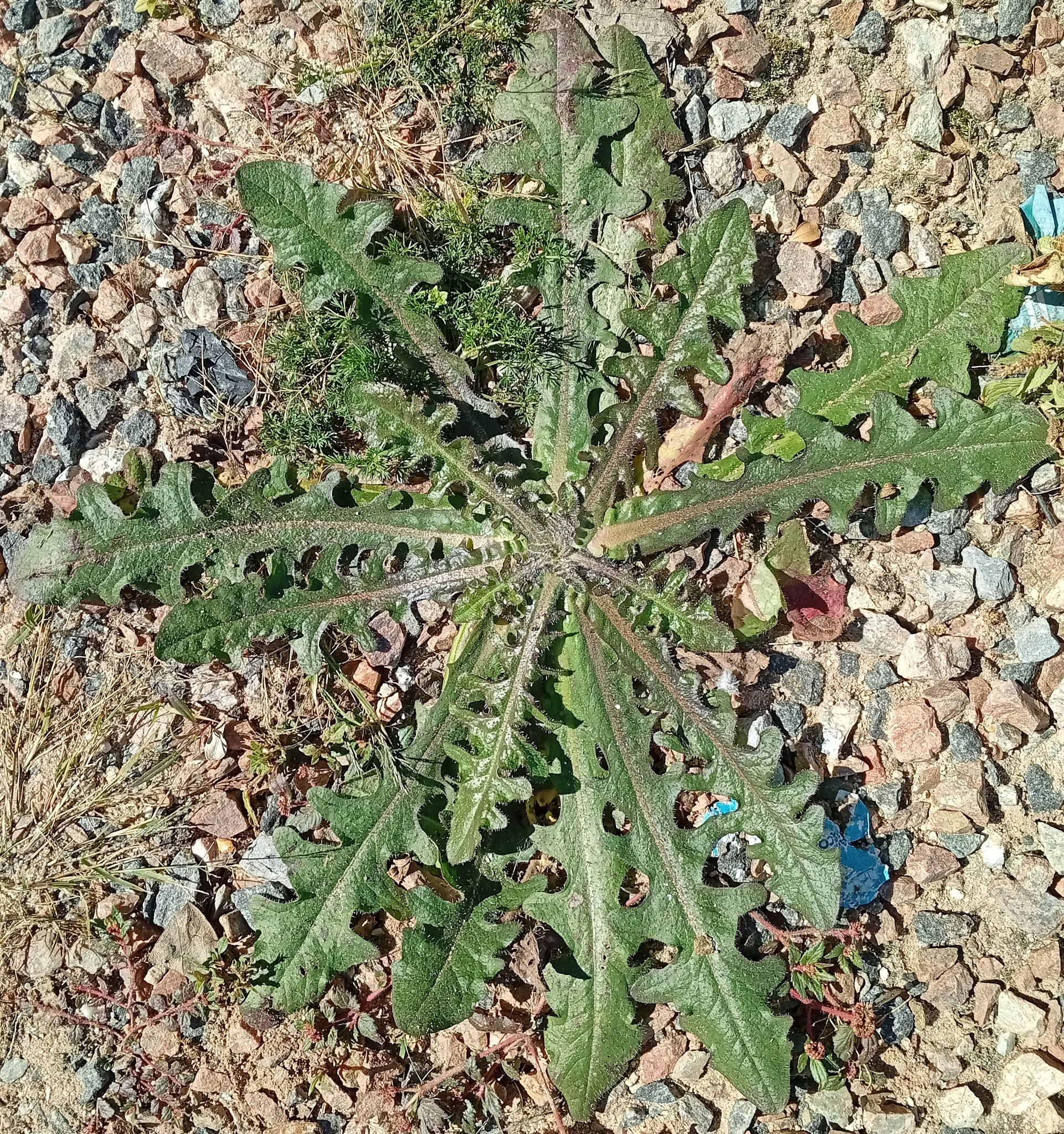 Hypochaeris radicata