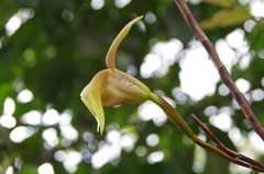Maxillaria erikae