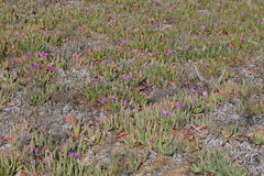 Carpobrotus modestus