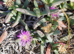 Carpobrotus modestus