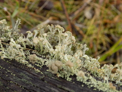 Cladonia botrytes
