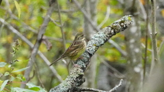 Emberiza personata
