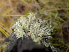 Cladonia botrytes