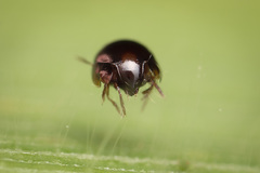 Galumnidae