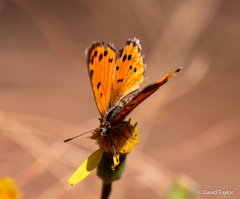 Lycaena clarki