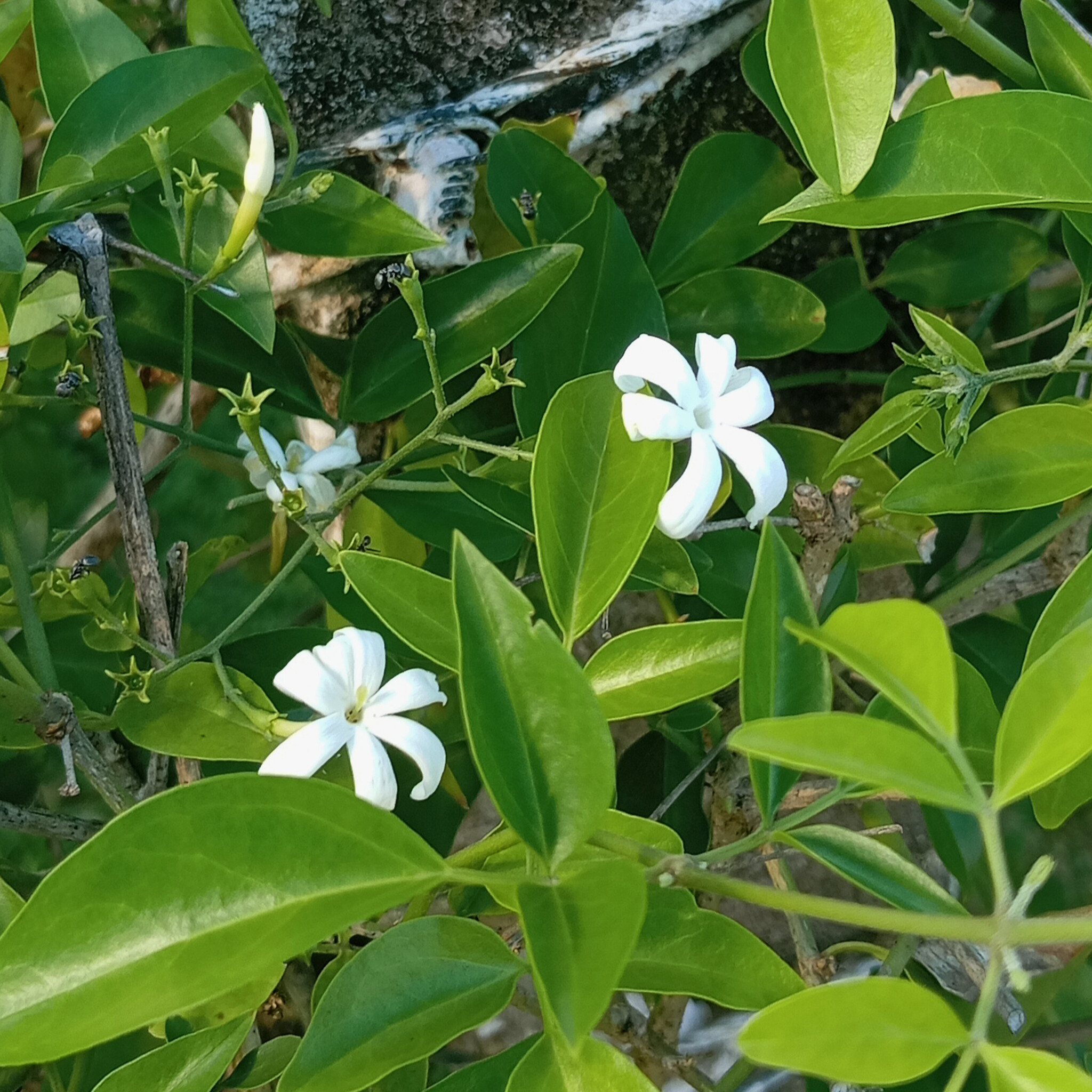 Jasminum multipartitum