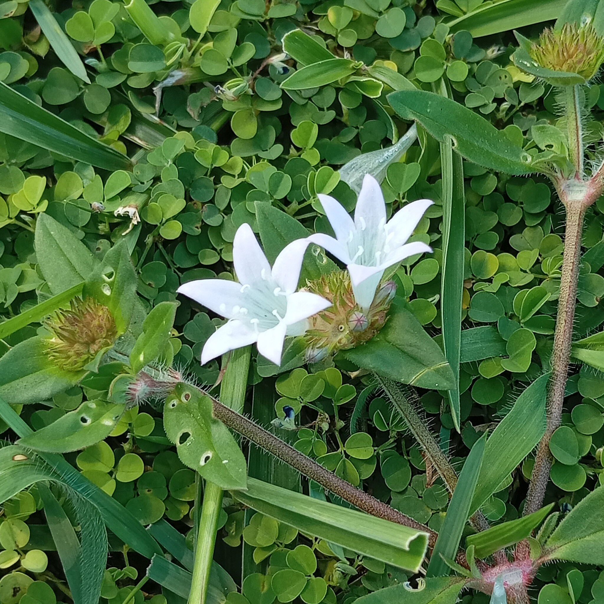 Richardia grandiflora