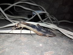 Crambomorphus karrooanus