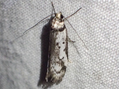 Philobota partitella