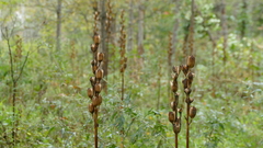 Cardiocrinum