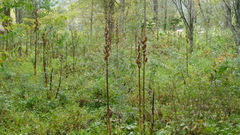 Cardiocrinum